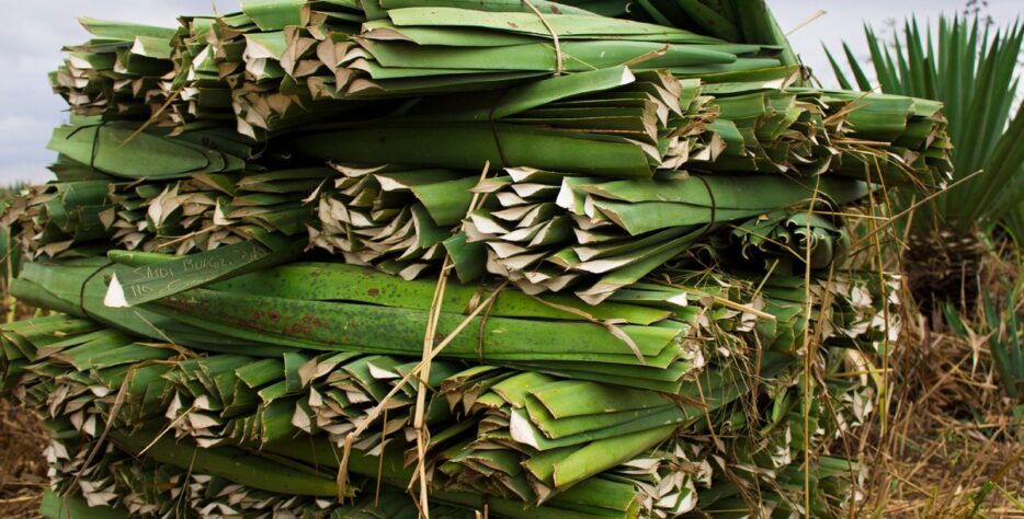 We cultivate high-quality sisal in Kenya’s ideal growing regions using sustainable farming practices that ensure strong, durable fiber production year-round.